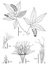 Image result for Homalium