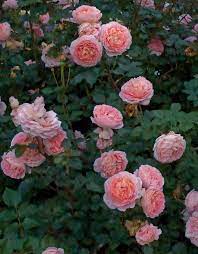 Rosa Abraham Darby Flower Farm David Austin Roses Abraham Darby
