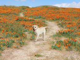 .valley college, california state university, antelope valley medical college, high desert medical college, west coast baptist college, university of phoenix flowers sent to. Exploring Southern California Antelope Valley Poppy Reserve My Life S A Trip