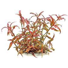 Image result for Murdannia stricta