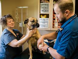 Welcome to the stockton veterinary emergency and specialty center. College Station Emergency Vet Pet Emergency