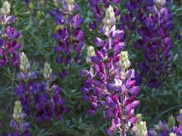 Silver Lupine Silver Lupine Lupinus Albifrons Plant Photos Calscape Plants California Plants Lupines