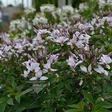 Image result for Cleome elegantissima