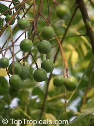 The chinaberry is a monecious plant. Melia Azedarach Bead Tree Chinaberry Tree Toptropicals Com