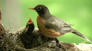 Maybe you would like to learn more about one of these? Mother Bird Feeding Worms To Cute Baby Robin Canon 5d Ii Youtube