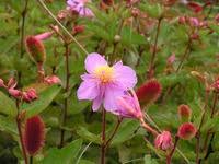 Image result for Clappertonia ficifolia