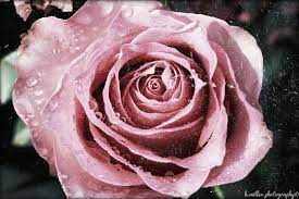 Rustic Rose Rose Flowers Pretty