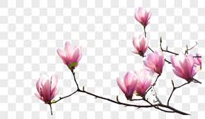 Download spring flowers images and photos. Spring Flowers Png Images With Transparent Background Free Download On Lovepik