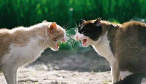 Check spelling or type a new query. Arti Mimpi Melihat Kucing Berkelahi Menurut Primbon Jawa Situs Pendidikan Masa Kini Patih Akbar