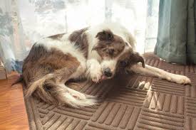 Pin On Dog Care