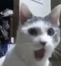 Discord avatars download the best animated avatars cool profile pictures cute pfp and funny icons. My Pfp Looks Funny Hypixel Minecraft Server And Maps