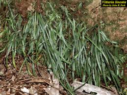 Image result for Vittaria