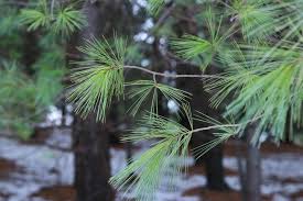 منتديات قصص امهات الجنسية سكس نيك site forums.neswangy.net