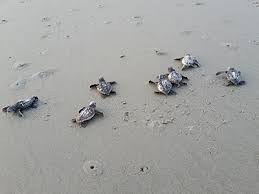 Sea Turtle Protection