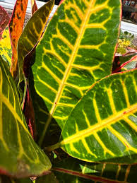 Image result for Croton polytrichus