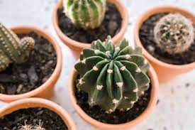 Rooting and planting a piece of your cactus plant is a technique for propagating it. Tips For Growing Echinopsis Sea Urchin Cactus Indoors