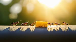 Image result for tbn:ekRZeqiUkU8b5M::www.hormiga.org/fondosescritorio/wallpapers/Paisajes-y-naturaleza/fotos/Paisajes-22.jpg