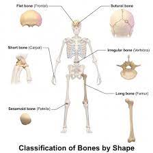 Pin On Anatomy And Drawing Design Lab