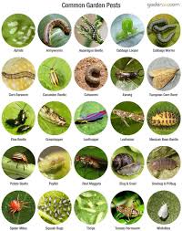 The Top 7 Garden Pests What Worked And Didn T Some Good Information From A Survey That Mother Organic Gardening Pest Control Garden Pests Garden Pest Control
