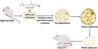 Image result for Aeollanthus myrianthus