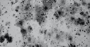 Mold exposure is a common problem recently. Do You Need Mold Toxicity Treatment Toxic Mold Exposure Treatment