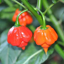 Hasil gambar untuk foto TRINIDAD SCORPION