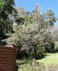 Image result for Tarchonanthus camphoratus