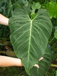 Nse Tropicals Home Plants Philodendron Foliage Plants