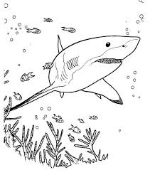 Shark Ocean Coloring Page Dolphin Coloring Pages Ocean Coloring Pages Shark Coloring Pages