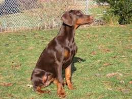 On the other hand, uncropped ears can easily heat up, become moist, and smelly—the perfect breeding ground for a host of parasites and bacteria. Red Doberman Uncropped Ears Shefalitayal