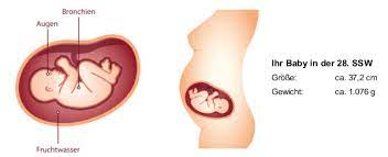 Schwangerschaftsmonat und damit das zweite drittel der schwangerschaft dem ende zu die schwangerschaft wird für dich zunehmend anstrengender durch das stetig steigende gewicht deines babys und die damit verbundenen. 28 Ssw Schwangerschaftswoche Baby Gewicht Grosse In 28 Ssw