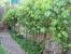 Growing Grapes Trellis