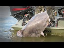 Could This Be The World Record Catfish Youtube