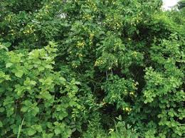 Image result for Eriolaena rulkensii