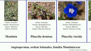 Image result for Montinia