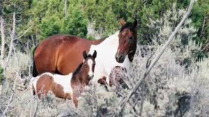 The wild horses in sand wash basin are protected by the wild horse and burro act of 1971. View Grand Junction S Wild Horses Visit Grand Junction Colorado