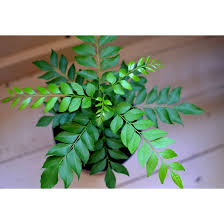Pokok dah layu sikit tapi still ok je. Curry Leaf Live Plant Anak Pokok Daun Kari Shopee Malaysia