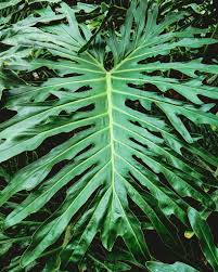Oc The Gigantic Leaf Of A Philodendron Selloum Or To Go By Its New Genus Classification Thaumatophyllum Bipinnatifidum Plants Philodendron Planting Flowers