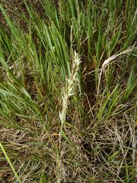 Image result for Hubbardochloa gracilis