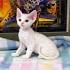 Devon Rex Cat Breed Profile | Petfinder