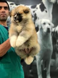 Satilik Akita Inu Yavrularimiz Gelmistir Satilik Akita Inu Yavrularimiz Gelmistir Kopek Kopekseverler Kopeksahiplendirme Kopekyavru Akita Pugs Dogs