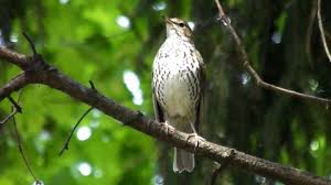 Der sturz einer mauer обва́л обру́шение сте́ны. Sturz Cantator Song Thrush Turdus Philomelos Youtube