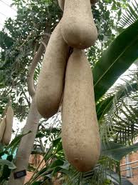 Image result for Glenniea africana