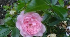 Image result for Boeckel and "koan" wikipedia