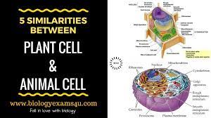 Check spelling or type a new query. 5 Similarities Between Plant Cell And Animal Cell Simple Point Wise Explanation Biology Notes Pinterest