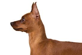 Miniature Pinscher Dog Breed Information Miniature Pinscher Dog Miniature Pinscher Dog Breeds