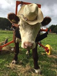 Join The Appeal To Find Sanctuary For Rescued Farm Animals And Disabled Cattle Animals Animal Sanctuary Cute Animals