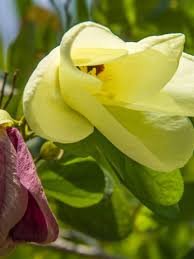 Image result for Bauhinia tomentosa