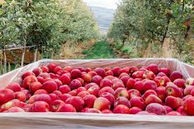 Check spelling or type a new query. Lucy Apple Chelan Fresh