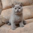 Lia a blue and white british short haired female. British Shorthair Kittens For Adoption Animals Cats Dubai Ads4ae Com